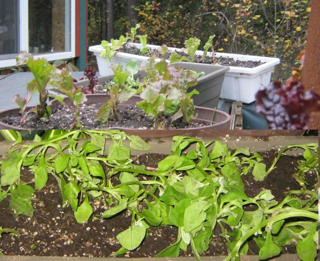 small lettuce plants and Malabas spinach freshly dug.JPG