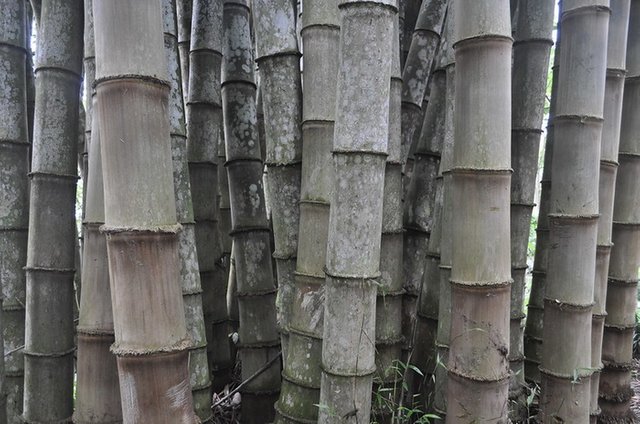 bamboo spine.jpg