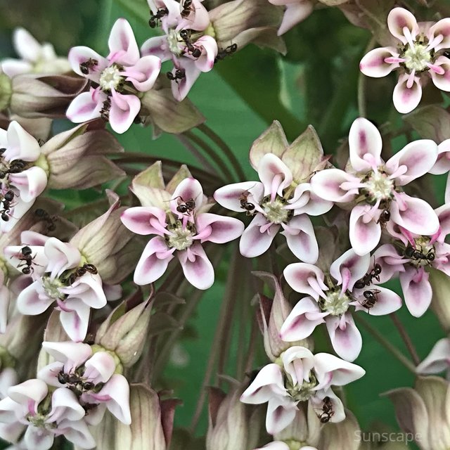 a macro on milkweed.jpg