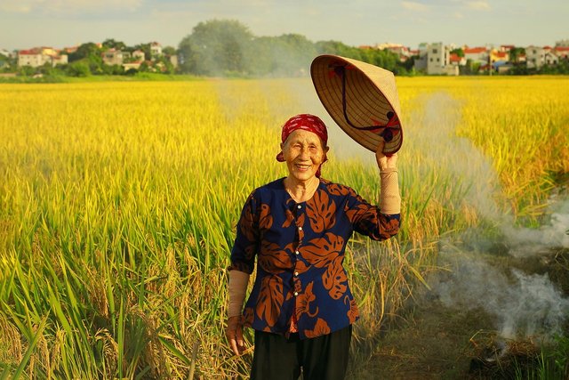 paddy-field-7273022_1280.jpg