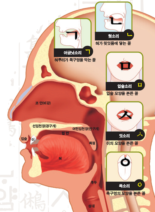 자음만든 방법-발성기관.PNG