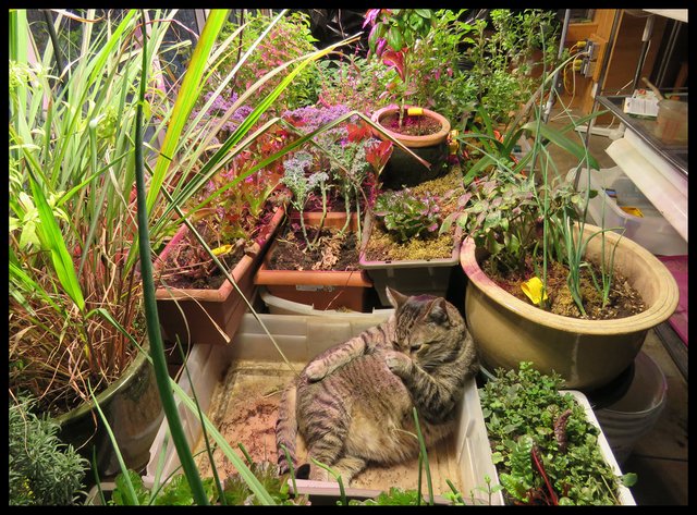 JJ in empty tub among plants in indoor garden grooming himself.JPG