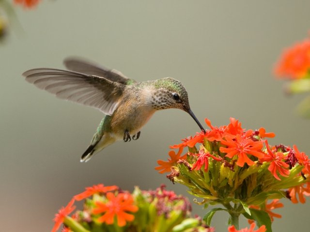 Calliope Hummingbird 01.jpg