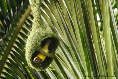 weaver bird.jpg