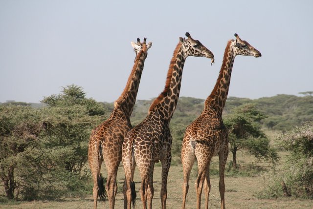 giraffes-1330814_1280.jpg