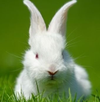 Free Photo _ Funny  little white rabbit on spring green grass.jpg