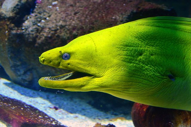 moray-eel-2793632_1280.jpg