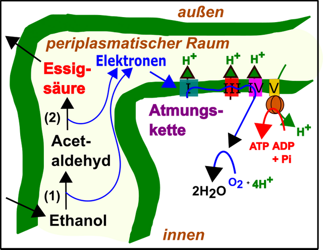 Biochemie III.png