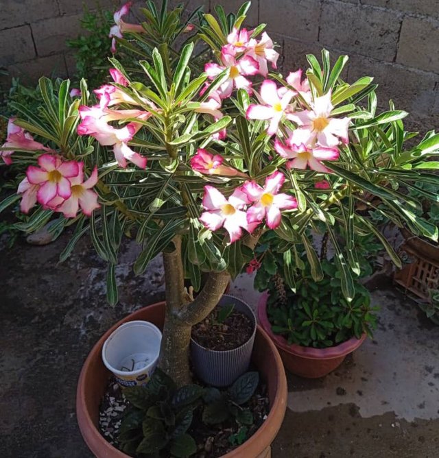 Flores iluminadas.jpg