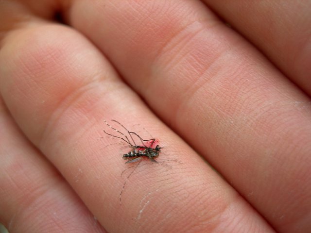 dead-mosquito.jpg