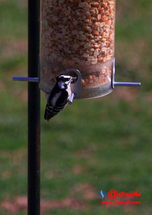 Downy Woodpecker PFW0019.JPG