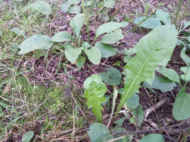 Dandelion and Plantain.jpg