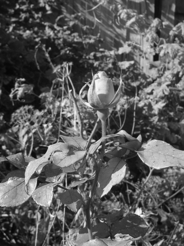 rose buds grey scale.jpg