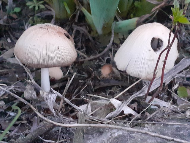 20250401_191507.jpg