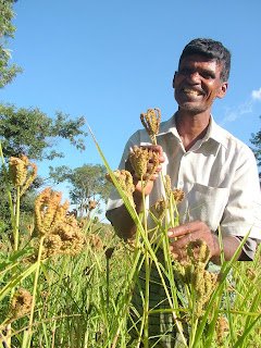 India_millet_farmer.jpg