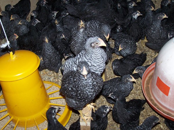 Broilers - rooster1 crop June 2019.jpg