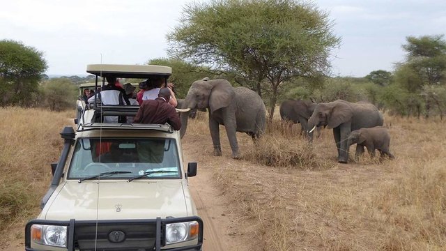 Best Tips for Choosing Best Tour Operator for African Safari Tanzania.jpg