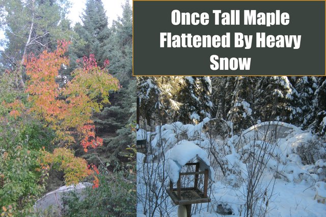 Once tall Amur maple flattened by heavy snow.JPG