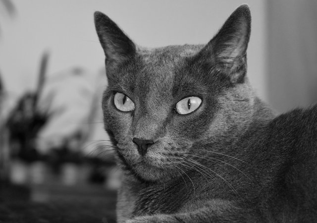 Suzi kitty bw bed 1.jpg