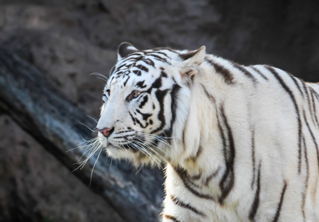 shallow-focus-shot-of-white-and-black-striped-tiger.jpg