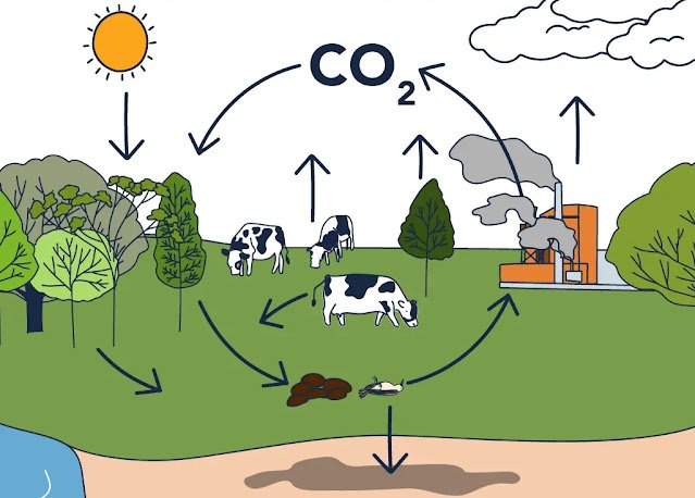 ciclo-carbono.jpg