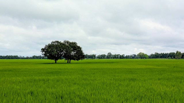 1294.jpg