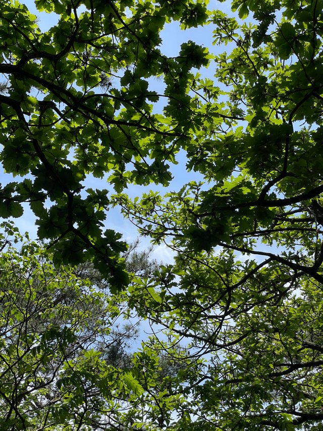 IMG_6903.jpeg