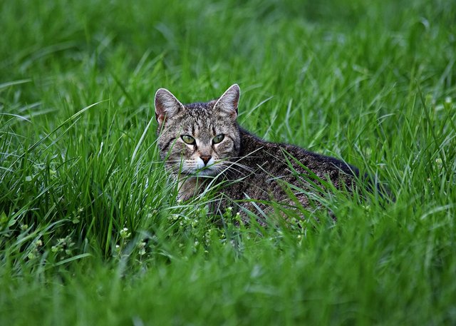 cat-2228973_1280.jpg