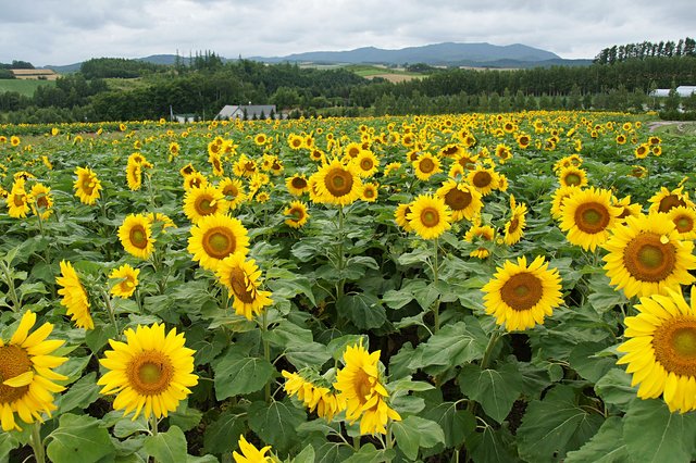 Japan-Hokkaido12802-1041.jpg