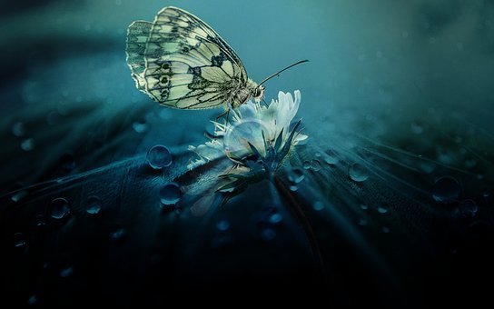 mariposa flor.jpg