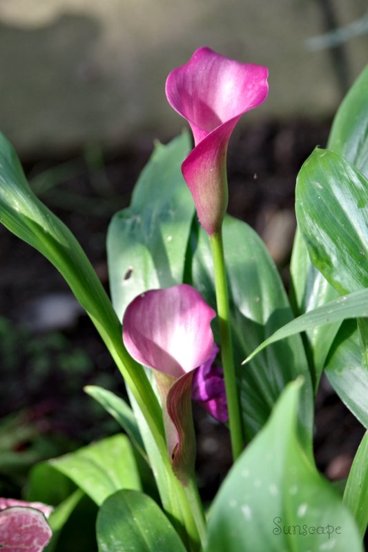 calla lily sunscape.jpg