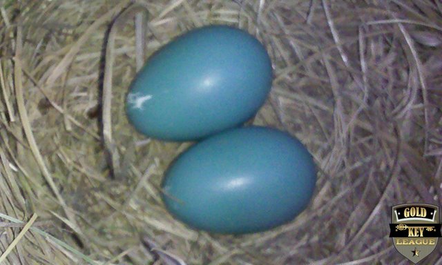 GKCCOC_BlueBirdEggs_Ver01_00.jpg