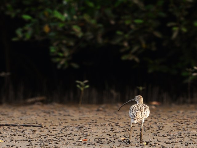 Eurasian curlew.jpg