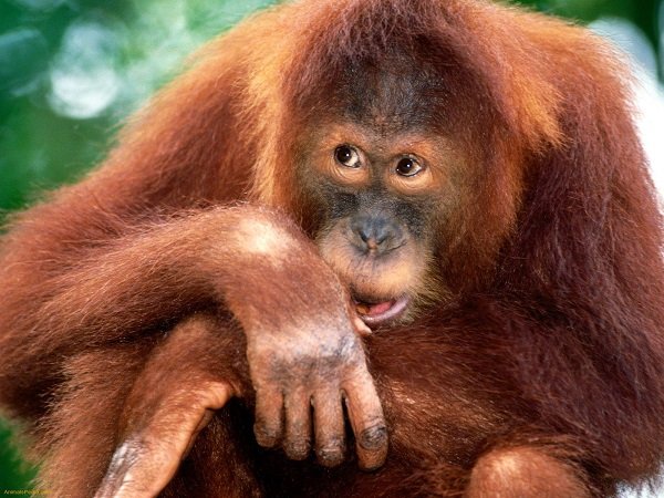 orangutan 600px.jpg