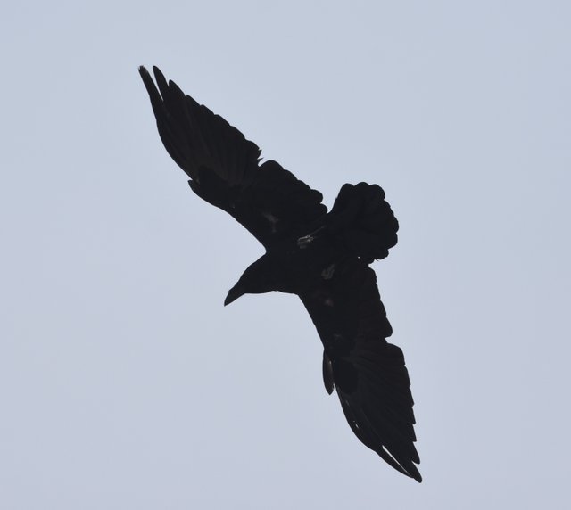Raven in Molt.JPG