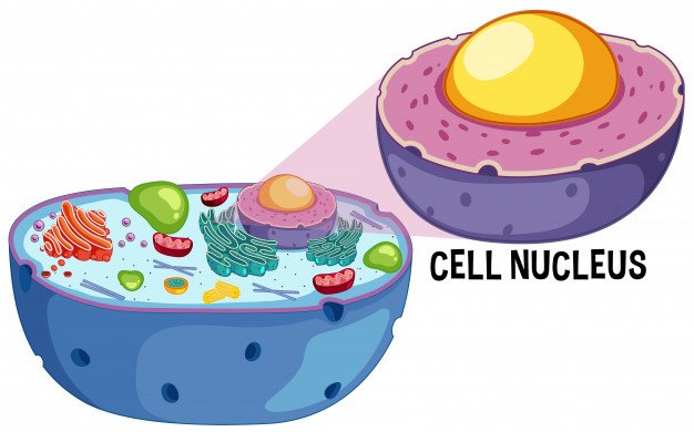 nucleo-celula-animal-fondo-blanco_1639-4744.jpg