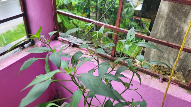 IMG-20250822-WA0002.jpg