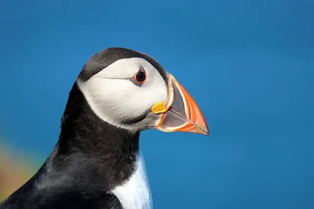 puffin-7257000__480.webp