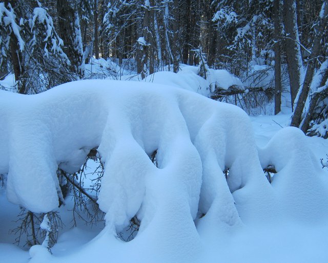 waves of snow on fallen small spruce tree.JPG