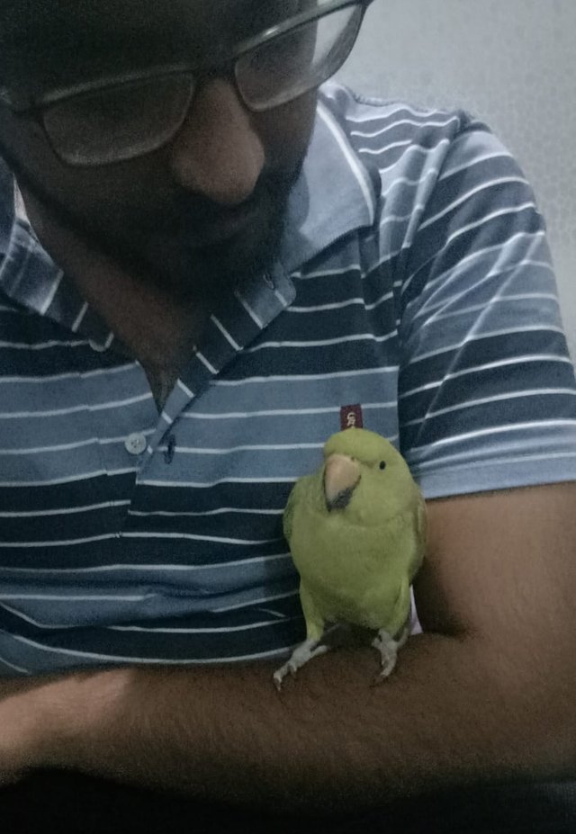 Parrot (5).jpeg
