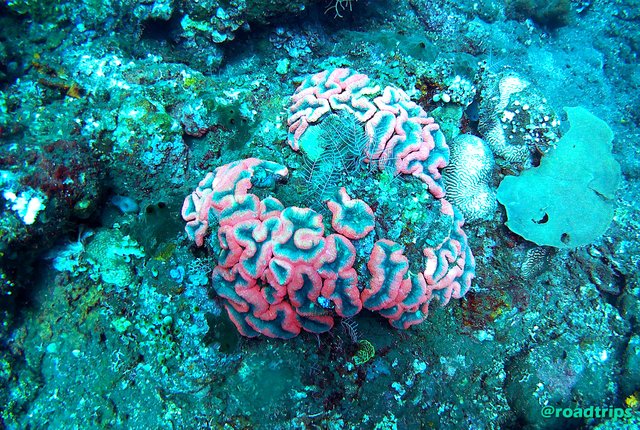 koralle.jpg