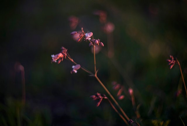 wildflower sunset bokeh.jpg