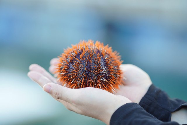 sea-urchin-8263832_1280.jpg