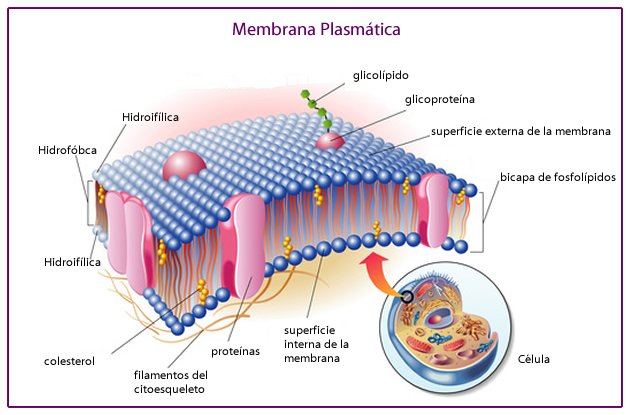 membrana_plasmatica_1.jpg