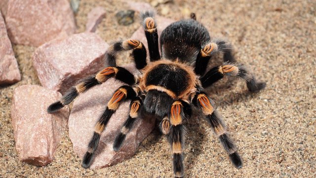 tarantula-1416354_1280.jpg