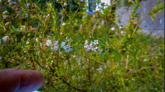 IMG_20250730_090728_015.jpg