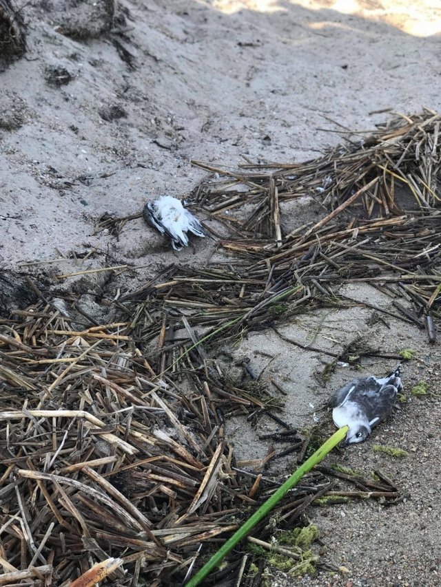 dead-seagulls.jpg