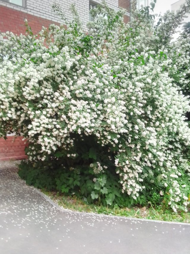IMG-20250615-WA0005.jpg