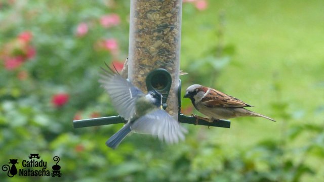 Sparrows at the feeder 002.jpg