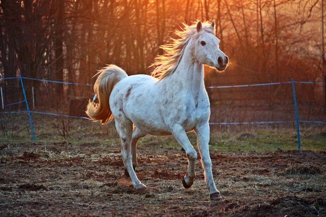 horse-2063672_1280.jpg